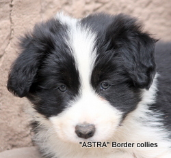 Tricolour MALE border collie puppy